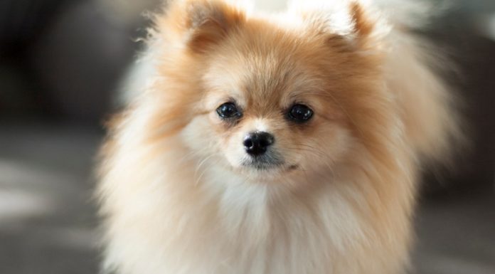 The Ultimate Guide to Bathing Your Pomeranian: For a Fluffy and Shiny Coat