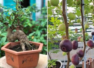 The Art of Shaping a Magnificent Mulberry Tree – Simple Techniques for Stunning Results