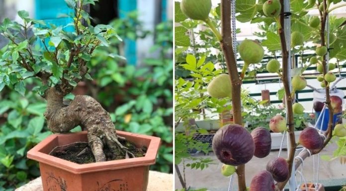 The Art of Shaping a Magnificent Mulberry Tree – Simple Techniques for Stunning Results