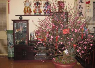 The Ultimate Guide to Styling Your Lucky Plants for Lunar New Year: Unlocking Prosperity All Year Round