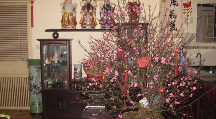 The Ultimate Guide to Styling Your Lucky Plants for Lunar New Year: Unlocking Prosperity All Year Round