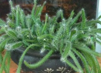 The Dragon Fruit Seedling: Unveiling its Significance, Beauty, and Home-Gardening Secrets