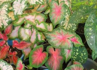 “The Ultimate Guide to Growing and Caring for Caladium Plants: Create a Stunning Display with These Easy Steps and Gorgeous Pictures”