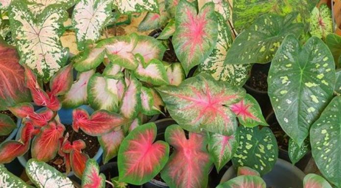 “The Ultimate Guide to Growing and Caring for Caladium Plants: Create a Stunning Display with These Easy Steps and Gorgeous Pictures”