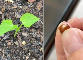 “The Ultimate Guide to Growing Dragon Fruit at Home: Enjoy Abundant, Delicious Fruit”