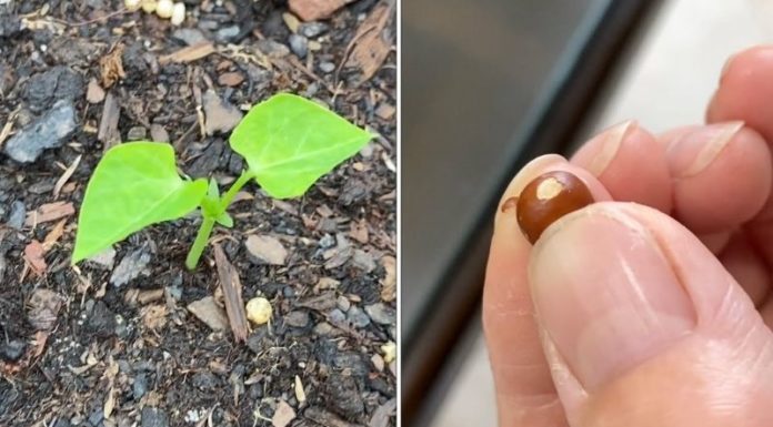 “The Ultimate Guide to Growing Dragon Fruit at Home: Enjoy Abundant, Delicious Fruit”