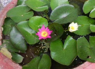 “The Ultimate Guide to Growing and Caring for Mini Lotus Flowers”