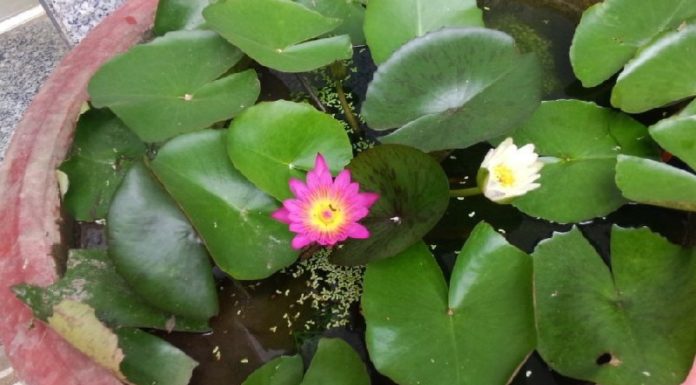 “The Ultimate Guide to Growing and Caring for Mini Lotus Flowers”
