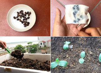 “The Ultimate Guide to Growing Louver: Transform Your Home with a Shady Oasis”