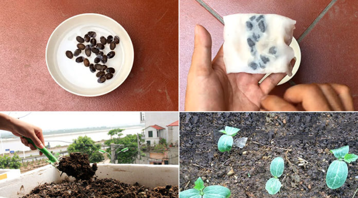 “The Ultimate Guide to Growing Louver: Transform Your Home with a Shady Oasis”