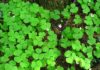 The Magic of the Three-Leaf Clover: A Guide to Growing, Meaning and Fun Facts.