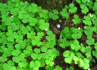 The Magic of the Three-Leaf Clover: A Guide to Growing, Meaning and Fun Facts.