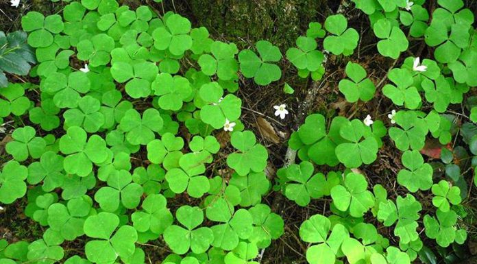 The Magic of the Three-Leaf Clover: A Guide to Growing, Meaning and Fun Facts.