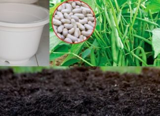 “How to Grow Green Beans in Containers with High Yield and Pest Resistance”