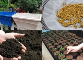 “The Ultimate Guide to Growing Eggplants at Home: Achieve Abundant Harvests of Big, Juicy Fruits”