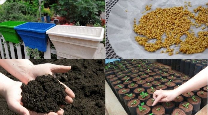 “The Ultimate Guide to Growing Eggplants at Home: Achieve Abundant Harvests of Big, Juicy Fruits”