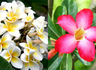 The Surprising Benefits and Cultural Significance of Growing Gardenia: A Step-by-Step Guide