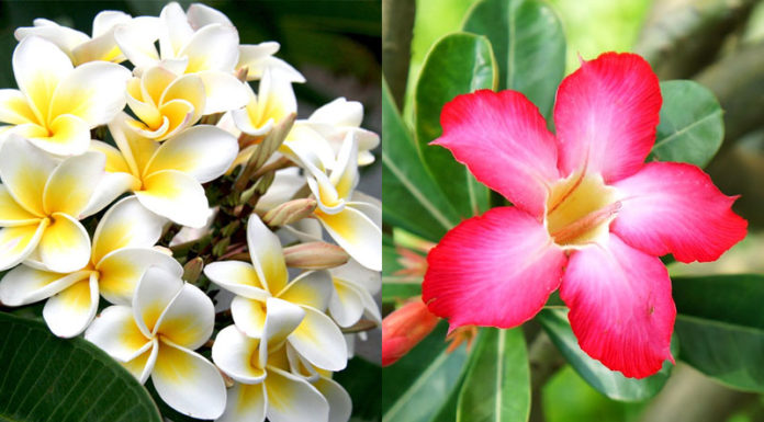 The Surprising Benefits and Cultural Significance of Growing Gardenia: A Step-by-Step Guide