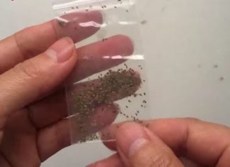 How to Grow Curly Parsley at Home: A Simple and Low-Maintenance Guide