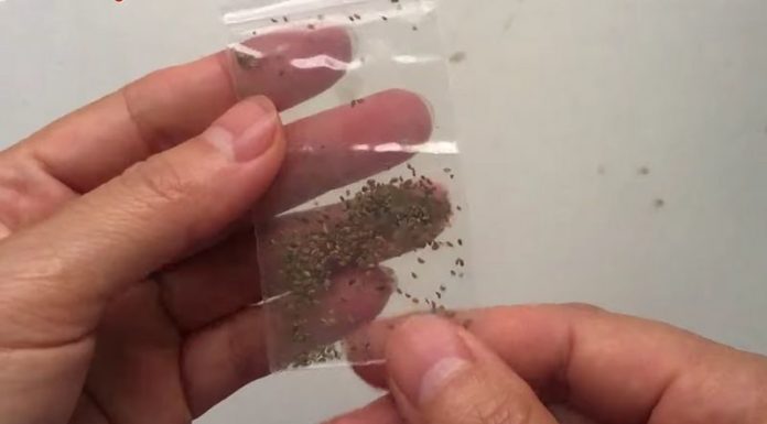 How to Grow Curly Parsley at Home: A Simple and Low-Maintenance Guide