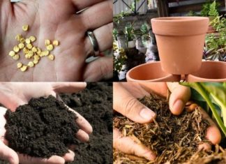 “How to Grow an Abundant Yield of Bell Peppers in Containers”