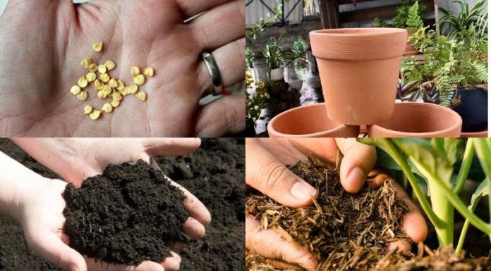 “How to Grow an Abundant Yield of Bell Peppers in Containers”