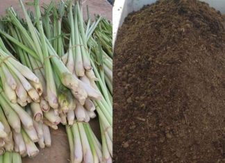 “The Ultimate Guide to Growing Lemongrass from Cuttings in Containers: Achieve a Bountiful Harvest with our Easy-to-Follow Steps.”