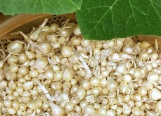 “Growing Garlic at Home: A Simple Guide for Beginners”