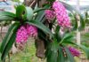 The Ultimate Guide to Growing and Caring for Dendrobiums: Secrets to Success