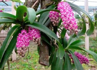 The Ultimate Guide to Growing and Caring for Dendrobiums: Secrets to Success