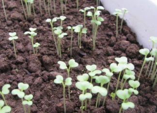 The Ultimate Guide to Container Gardening: Grow an Abundant and Delicious Amaranth Garden