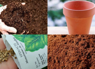 Growing Spinach at Home: A Year-Round Guide to Healthy, Homegrown Greens