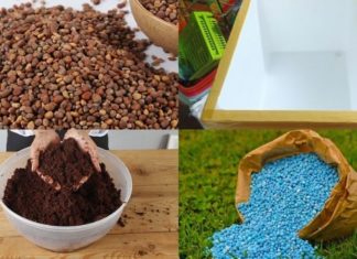 “Maximizing Yield: A Guide to Growing Spoon Mustard in a Styrofoam Box”