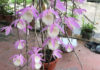 “The Ultimate Guide to Growing and Caring for Magnificent Dancing Lady Orchids”