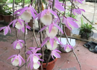 “The Ultimate Guide to Growing and Caring for Magnificent Dancing Lady Orchids”