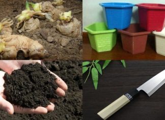 The Magic of Endless Ginger: A Simple Guide to Container Gardening for Abundant Harvests