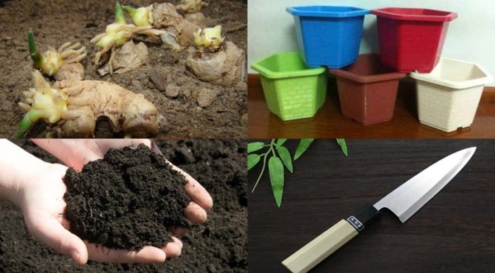 The Magic of Endless Ginger: A Simple Guide to Container Gardening for Abundant Harvests