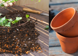 “The Ultimate Guide to Growing and Caring for Peace Lilies: Purify Your Air and Beautify Your Space”