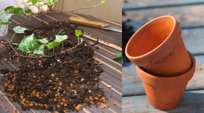 “The Ultimate Guide to Growing and Caring for Peace Lilies: Purify Your Air and Beautify Your Space”