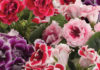 The Magic of Growing and Caring for Mesmerizing Tulips: A Simple Guide