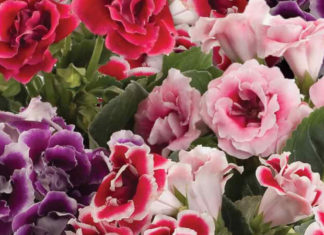 The Magic of Growing and Caring for Mesmerizing Tulips: A Simple Guide