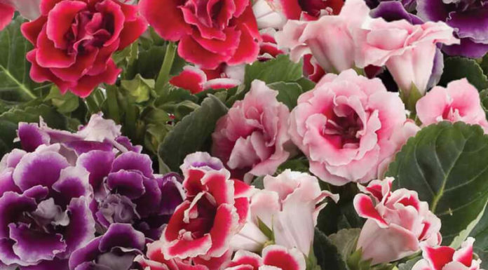 The Magic of Growing and Caring for Mesmerizing Tulips: A Simple Guide