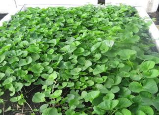 “The Ultimate Guide to Growing Gotu Kola at Home: A Step-by-Step to a Lush and Healthy Plant”