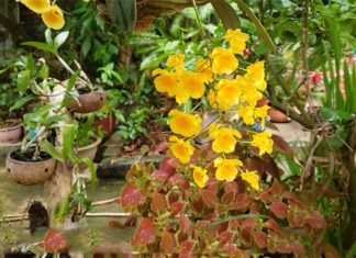 The Magic of Dragon-Scale Orchids: A Simple Guide to Growing and Caring for Breathtaking Blooms