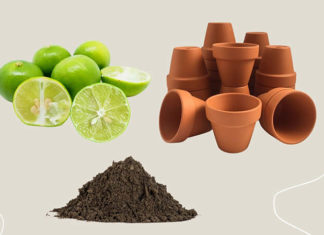 “The Ultimate Guide to Growing Lemon Trees in Containers: Harvest an Abundance of Fruity and Zesty Goodness.”