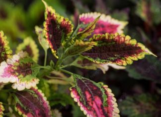 The Ultimate Guide to Growing and Caring for Your Calathea Plant at Home