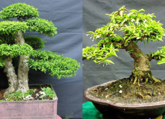 The Surprising Benefits and Cultural Significance of Mai Chieu Thuy: A Guide to Growing This Majestic Plant