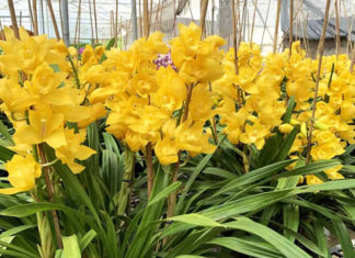 “The Ultimate Guide to Growing, Understanding and Admiring the Beauty of Dendrobium: An Orchid Like No Other”.