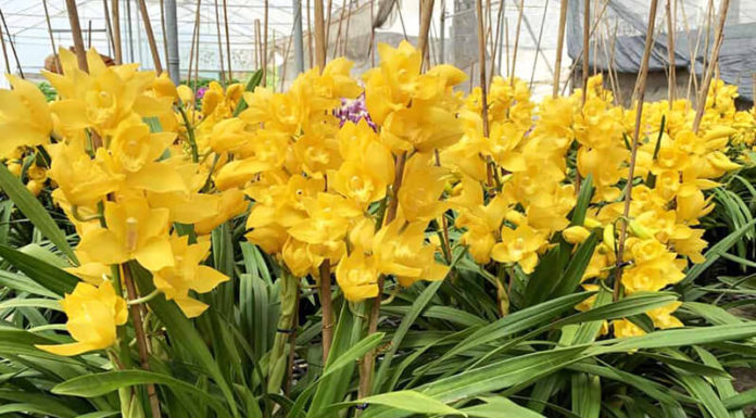 “The Ultimate Guide to Growing, Understanding and Admiring the Beauty of Dendrobium: An Orchid Like No Other”.