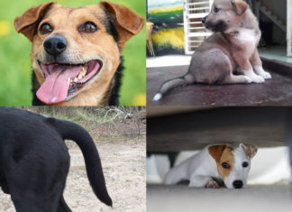 The Ultimate Guide to Reading Dog Physiognomy: Spotting the Signs of a Potential Turncoat